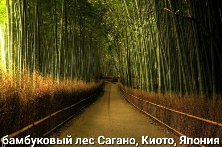 ция о Киотойпо ай йле бамбуковы