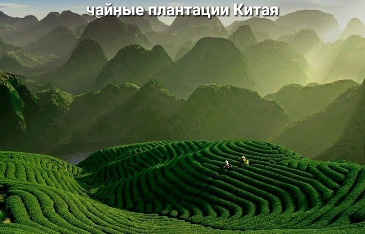 цщщрш цлши