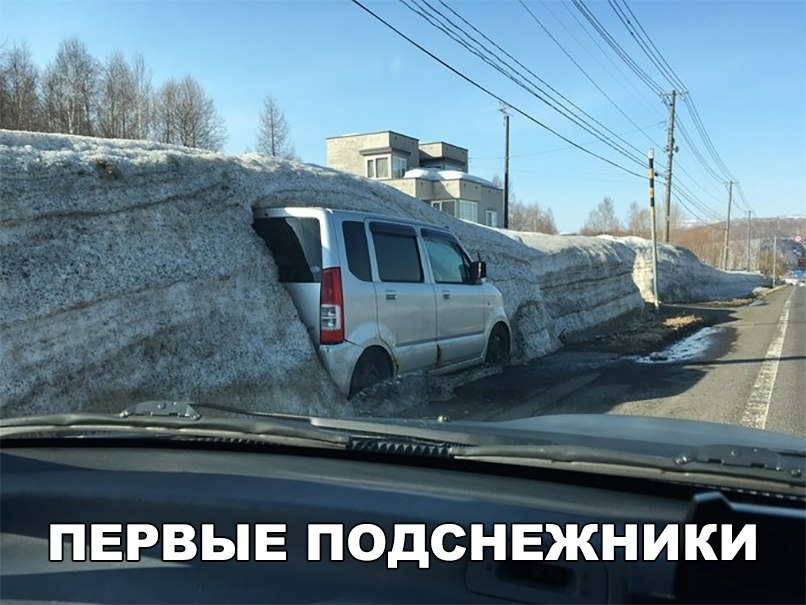 ПЕРВЫЕ ПОДСНЕЖНИКИ