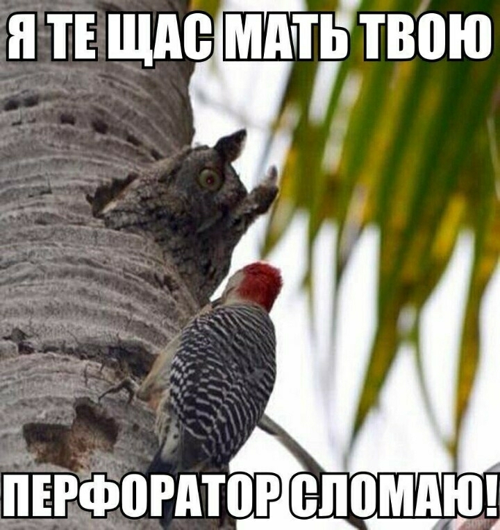 ТЕ щие МАТЬ ТВПЮ ПЕРФВРДТВР ЮМ