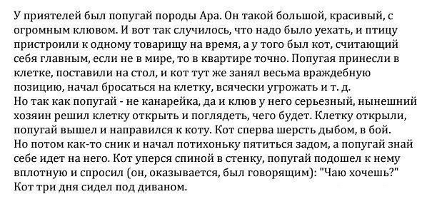 у приятелей был попугай порпды Ара Он такой большой красивый с пгромиым клювом и вот так случилось что надо было уехать и птицу пристроили к одному товарищу на время а у того был кет считающий себя главным если пе в мире то в квартире точна Попугая принесли в клетке попавили на под и кот тут же вапяп весьма враждебную позицию качал оресатьсп на клетку всячески угрожать и т д Но так как попугай не 