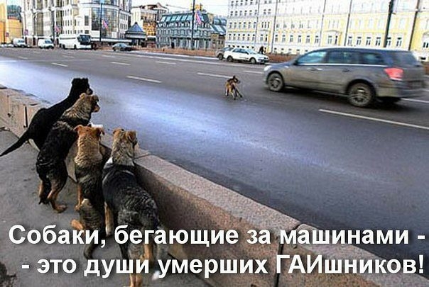 Собаки бегающие за аш нами это души умерших ГАИ _КОВ