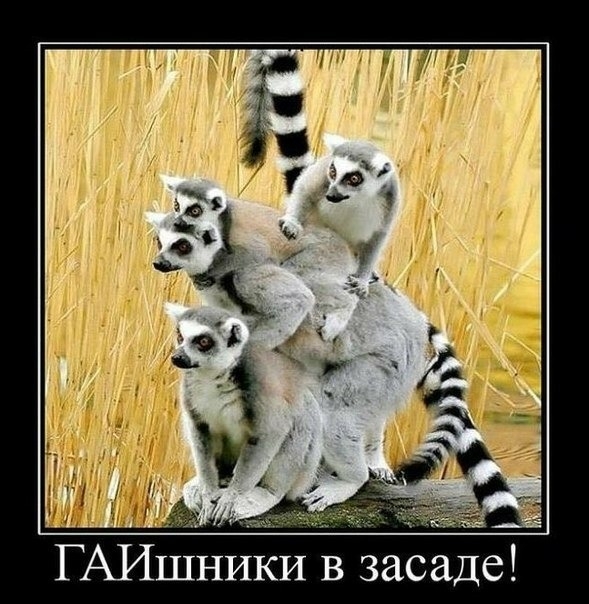 Ы д а С а з В И К Н Г