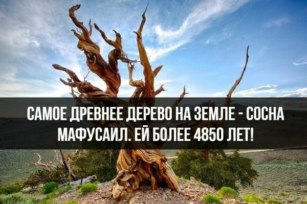 САМОЕ ПРЕВНЕЕ ЛЕРЕВП НА ЗЕМЛЕ СЦЕНА МАФУВАИЛ ЕЙ БОЛЕЕ 4850 ЛЕТ