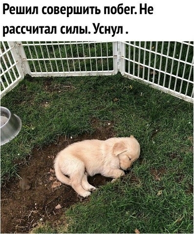 Решил совершить побег Не рассчитал силы Уснул _ і ппі _Ё