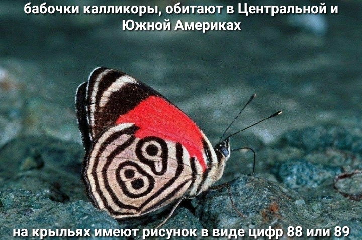 бабочки каппикоры обитают в Центральной и Южн9и Америках ВЁЁЦифрд88 или 89 крыльяхь дйёют рисунок в