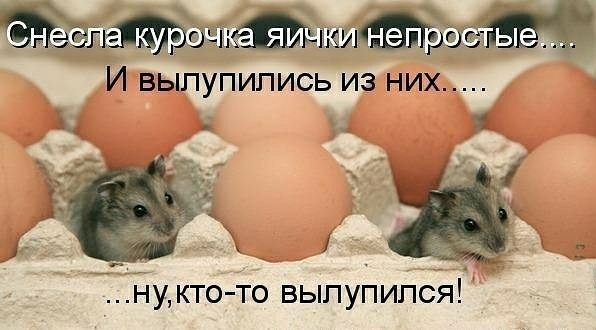 КЭЁШМЭЩ и9 И ВЫПУПИПИСЬ ИЗ НИХ 1 г ЁНукто то вылупился