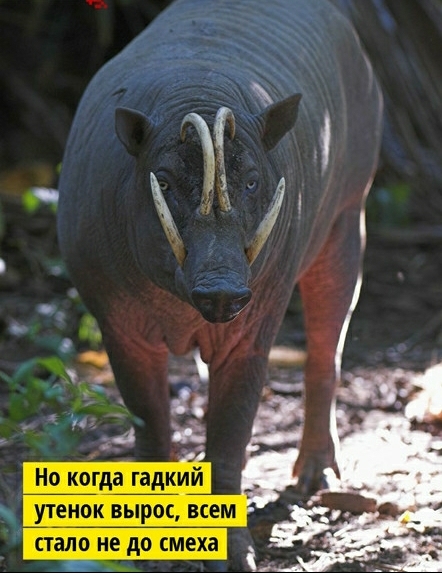 Некогда гадкий _ ут_енок вырос всем