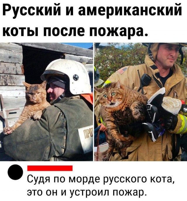 Русский и американский коты после пожара Судя по морде русского кота это он и устроил пожар