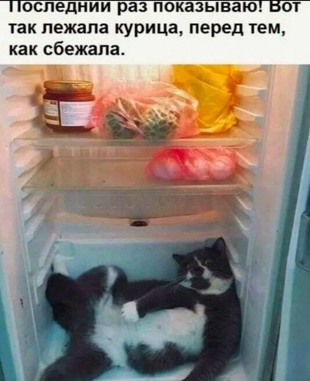 Последний раз показываю! Вот так лежала курица, перед тем, как сбежала.
