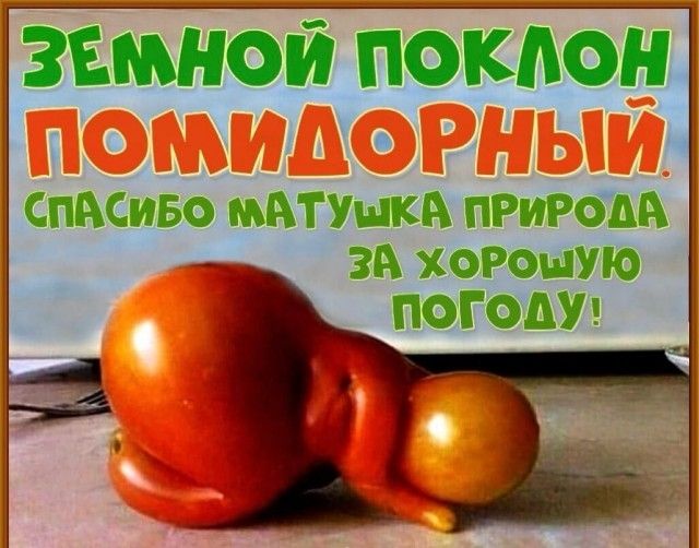 Земной поклон помидорный. Спасибо матушка природа за хорошую погоду!