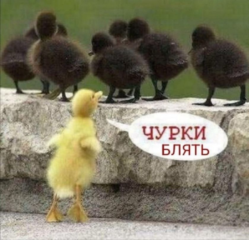 ЧУРКИ БЛЯТЬ