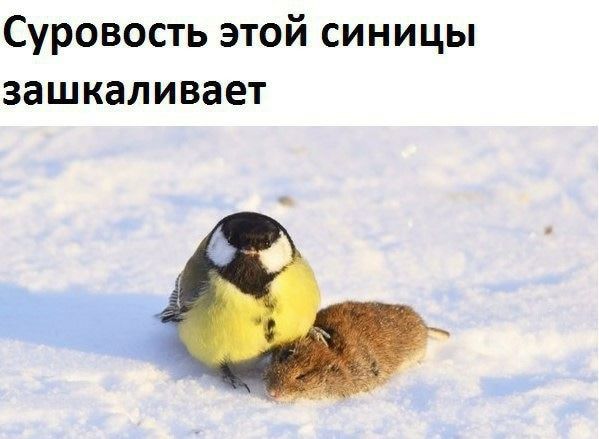 Суровость этой синицы зашкаливает
