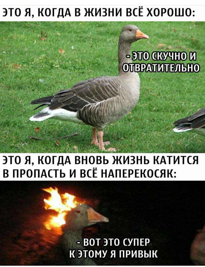 ЭТО Я КОГДА В ЖИЗНИ ВСЁ ХОРОШО г _ рэто скучгюи отврдтитвльно это я КОГДА вовь жизнь КАТИТСЯ в пропдсть и ВСЁ НАПЕРЕКОСЯК вот это СУПЕР к этому я привык
