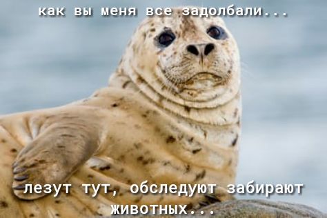 как за даш вшэ дшлбшш ёзпздуи ИВОТНЫХ