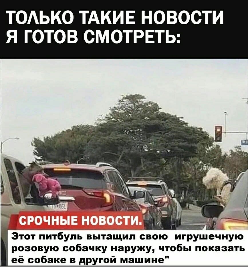 ТОАЬКО ТАКИЕ НОВОСТИ Я ГОТОВ СМОТРЕТЬ СРОЧНЫЕ НОВОСТИ Этот питбуль вытащил свою игушечную розовую собачку наружу чтобы показать её собаке в другой машине