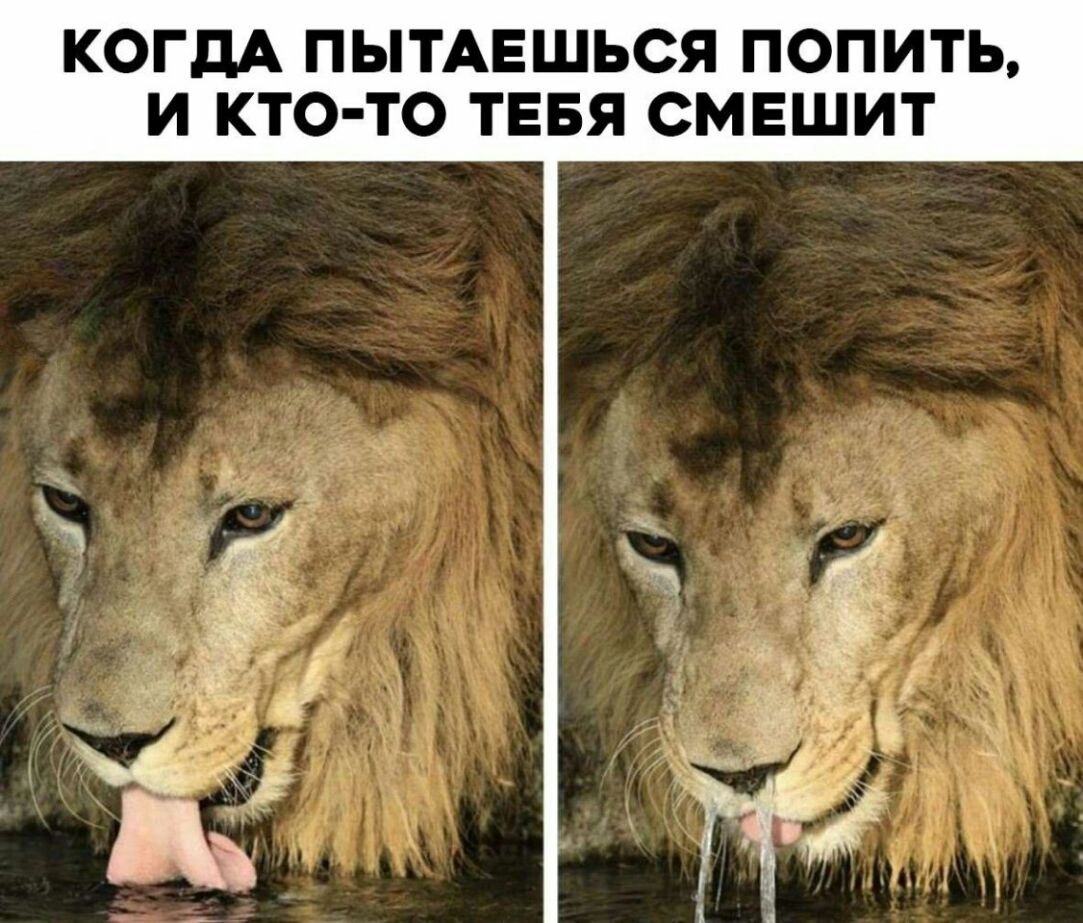 КОГДА ПЫТАЕШЬСЯ ПОПИТЬ И КТО ТО ТЕБЯ СМЕШИТ