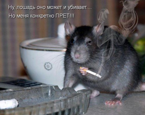 Ну лошадь ино может и убивает Но меня конкретно ПРЕТЩ