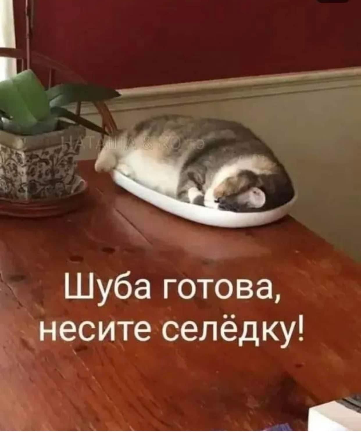 дд Шуба готова неситеселёдку