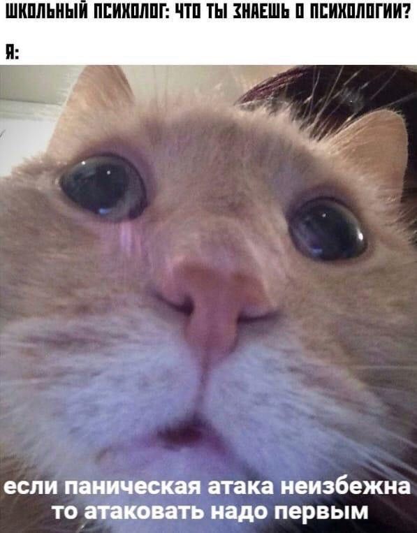 ШКОЛЬНЫЙ ПСИХОЛОГ: ЧТО ТЫ ЗНАЕШЬ О ПСИХОЛОГИИ? Я: если паническая атака неизбежна то атаковать надо первым