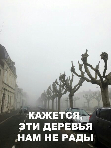 ЭТИ дЕРЕВ БЯ НАМ НЕ РАДЫ