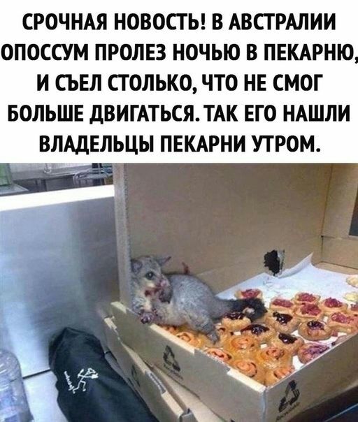 СРОЧНАЯ НОВОСТЬ В АВСТРАЛИИ ОПОССУМ ПРОЛЕЗ НОЧЬЮ В ПЕКАРНЮ И СЪЕЛ СТОЛЬКО ЧТО НЕ СМОГ БОЛЬШЕ дВИГАТЬСЯТАК ЕГО НАШЛИ ВЛАДЕЛЬЦЫ ПЕКАРНИ УТРОМ