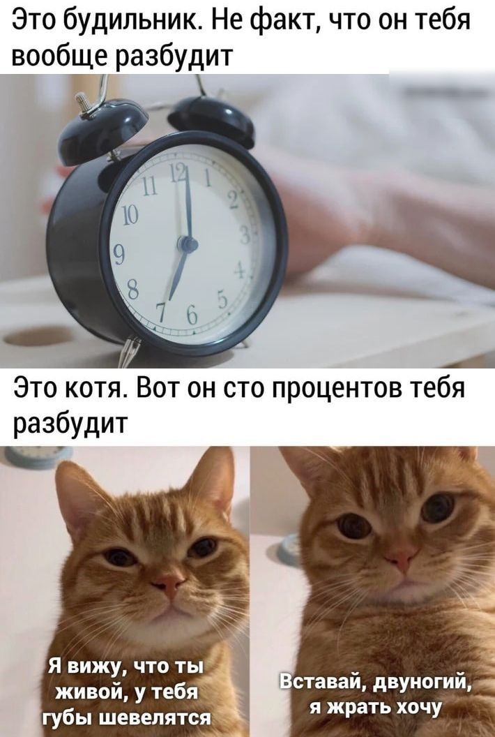 Это будильник Не факт что он тебя вообще разбудит Т 1 Это котя Вот он сто процентов тебя разбудит Ц ставай двуногий я жрать хочу