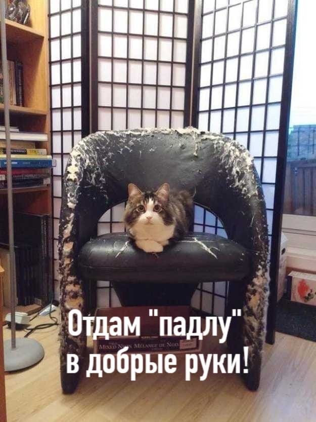 Отдам падлу в добрые руки и