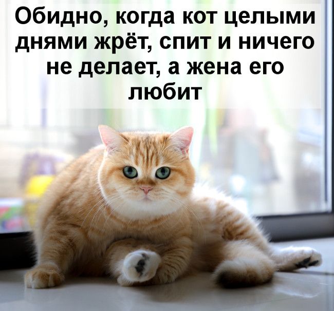 Обидно когда кот целыми днями жрёт спит и ничего не делает а жена его любит