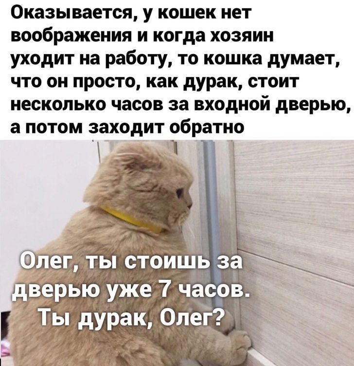 Оказывается у кошек нет воображения и когда хозяин уходит на работу то кошка думает что он просто как дурак стоит несколько часов за входной дверью а потом заходит обратно _11