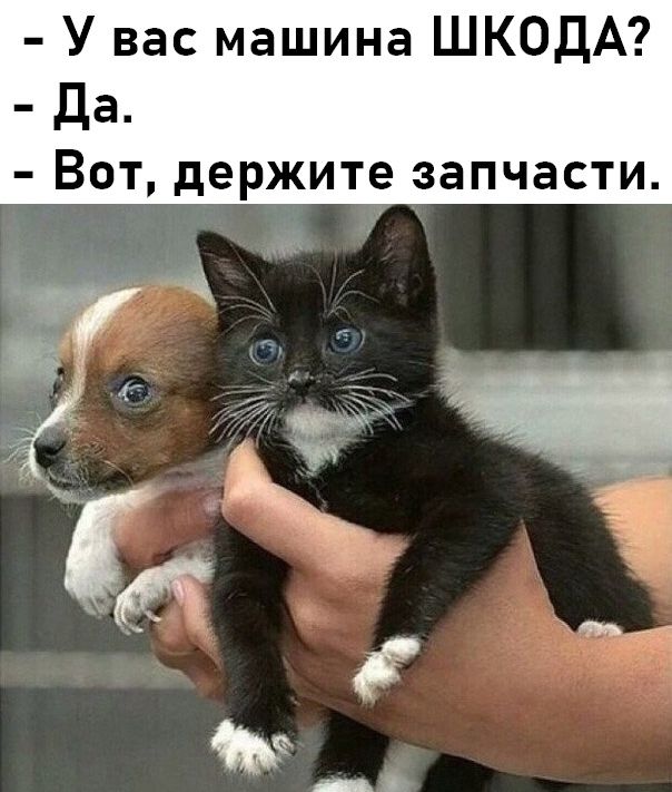 У вас машина ШКОДА Да ВОТ держите запчасти