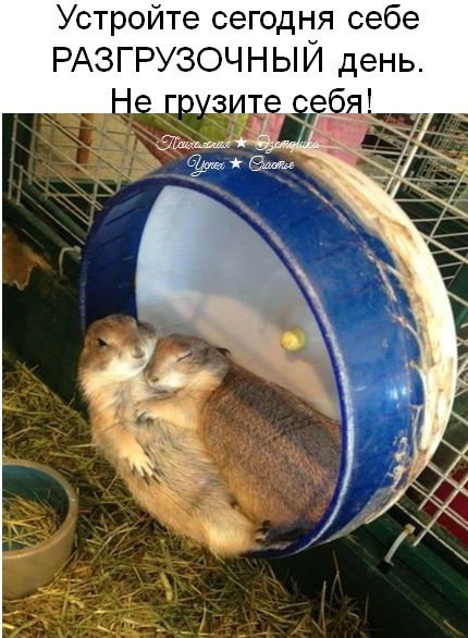 Устройте сегодня себе РАЗГРУЗОЧНЫЙ день