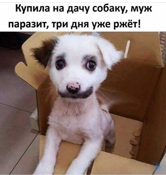Купила на дачу собаку муж паразит три дня уже ржёт