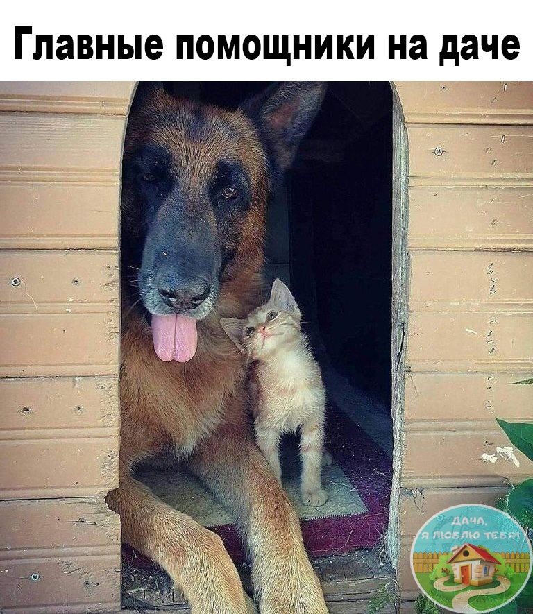 Главные помощники на даче Г