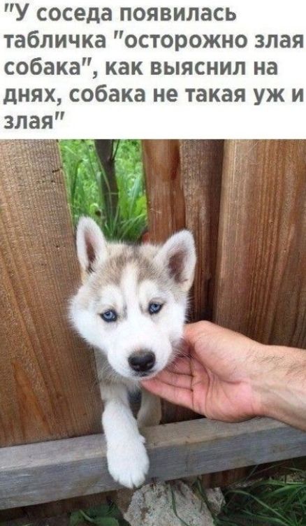 У соседа появилась табличка осторожно злая собака как выяснил на днях собака не такая уж и злая