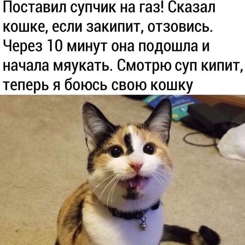 Поставил супчик на газ Сказал кошке если закипит отзовись Через 10 минут она подошла и начала мяукать Смотрю суп кипит теперь я боюсь свою кошку