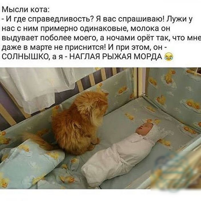 Мысли кота И где справедливость Я вас спрашиваю Лужи у нас с ним примерно одинаковые молока он выдувает поболее моего а ночами орёт так что мн даже в марте не приснится И при этом он СОЛНЫШКО а я НАГЛАЯ РЫЖАЯ МОРДА