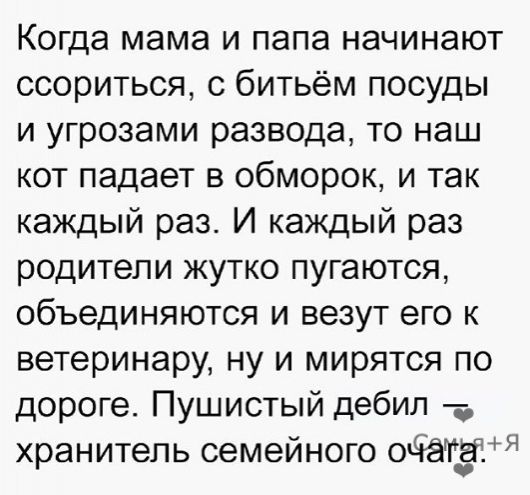 Когда мама и папа начинают ссориться с битьём посуды и угрозами развода то наш кот падает в обморок и так каждый раз И каждый раз родители жутко пугаются объединяются и везут его к ветеринару ну и мирятся по дороге Пушистый дебил хранитель семейного