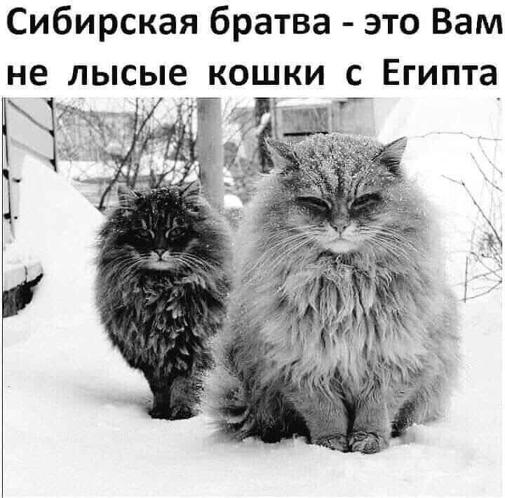 Сибирская братва это Вам не лысые кошки с Египта
