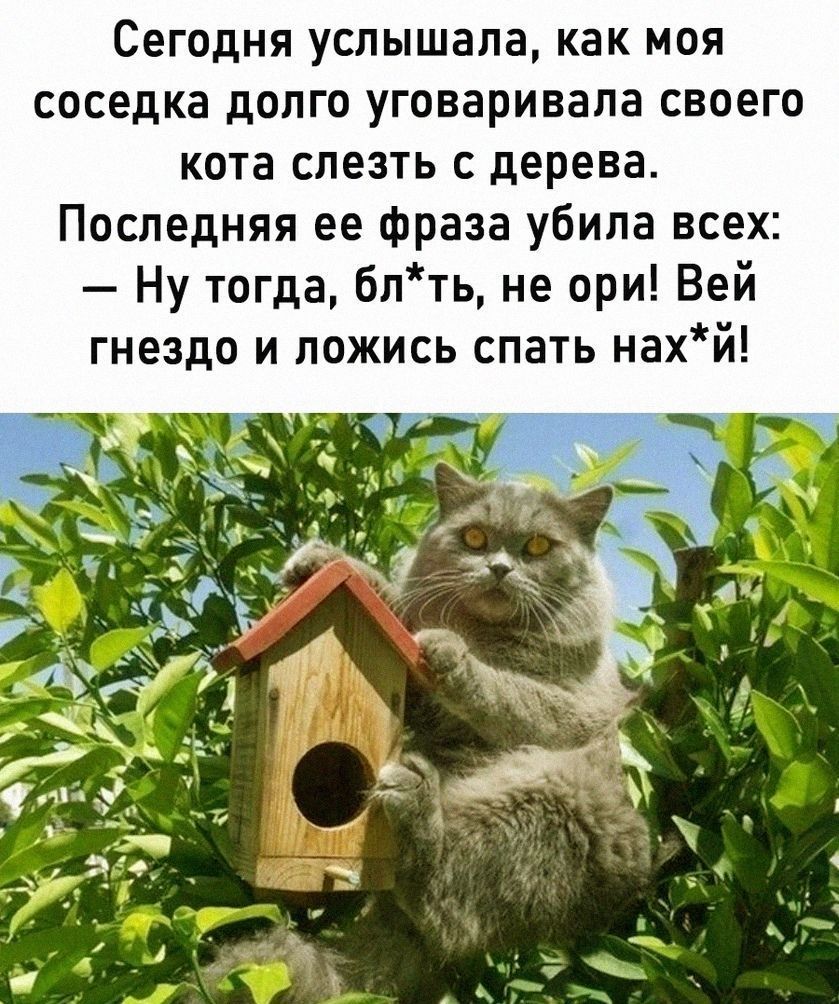 Сегодня услышала как моя соседка долго уговаривала своего кота слезть с дерева Последняя ее фраза убила всех Ну тогда блть не ори Вей гнездо и ложись спать нахй