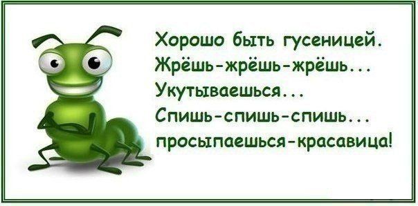 Хорошо быть гусеницей Жрёшь жрёшь жрёшь Укутьтваешься Спишьспишьспишь просыпаешься красавица