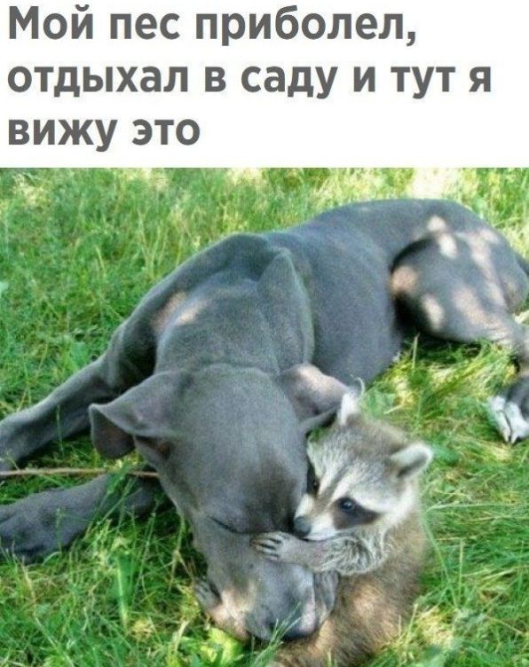 Мой пес приболел отдыхал в саду и тут я вижу это