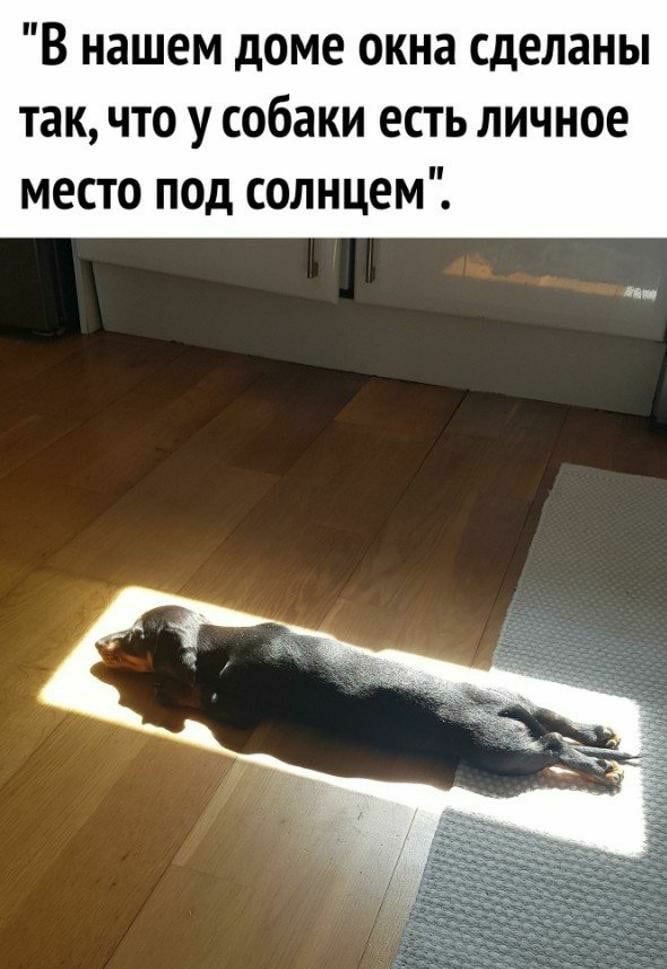 В нашем доме окна сделаны так что у собаки есть личное место под солнцем