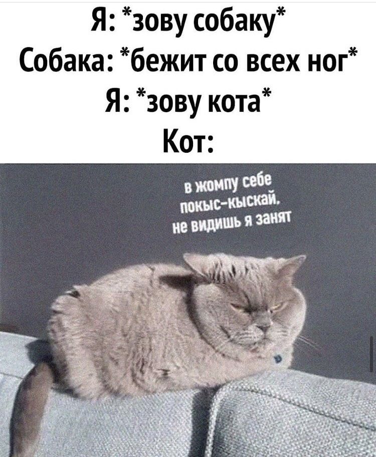 Я зову собаку Собака бежит со всех ног Я зову кота Кот