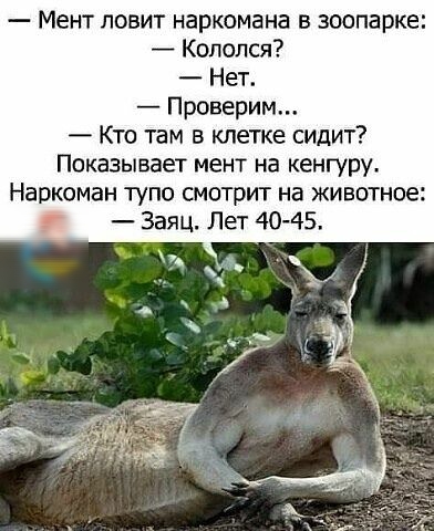 Мент ловит наркомана в зоопарке Копался Нет роверим Кто там в клетке сидит Показывает мент на кенгуру Наркоман тупо смотрит на животное Заяц Лет 40 45