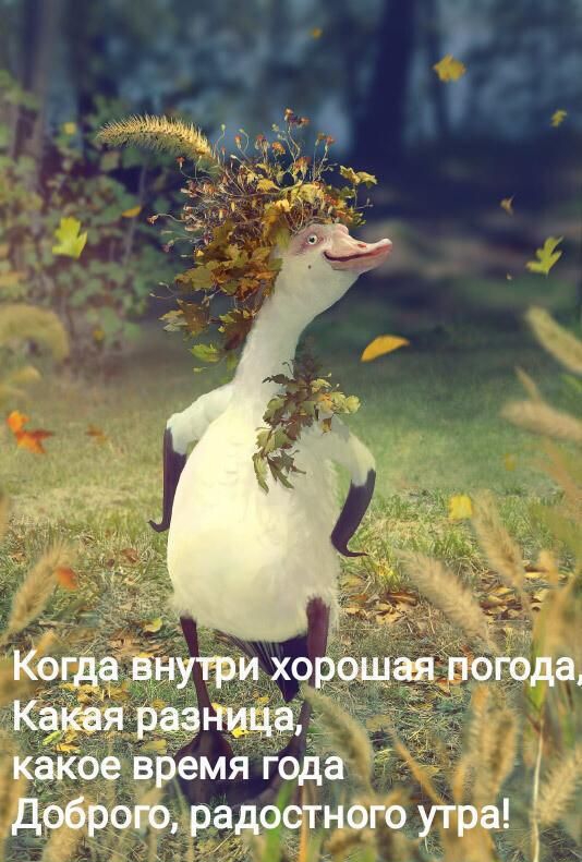 время года добраго радостнсго утра