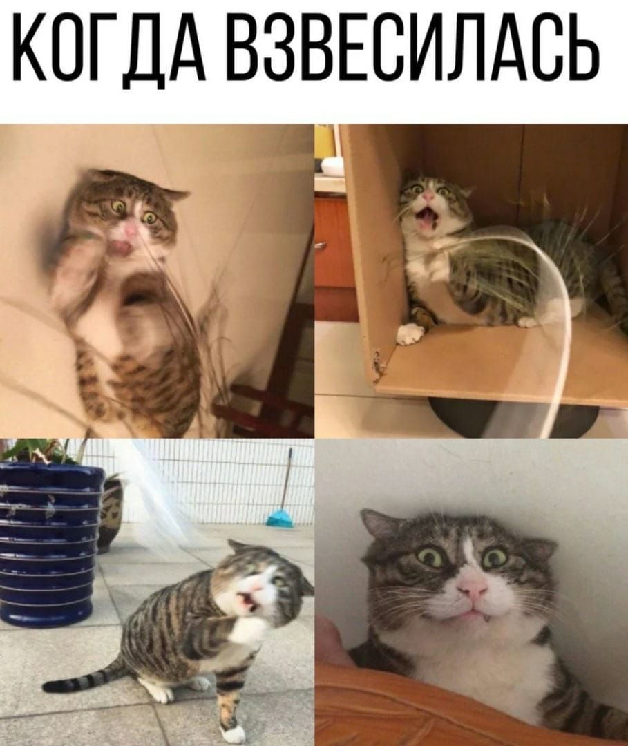 КОГДА ВЗВЕСИЛАСЬ