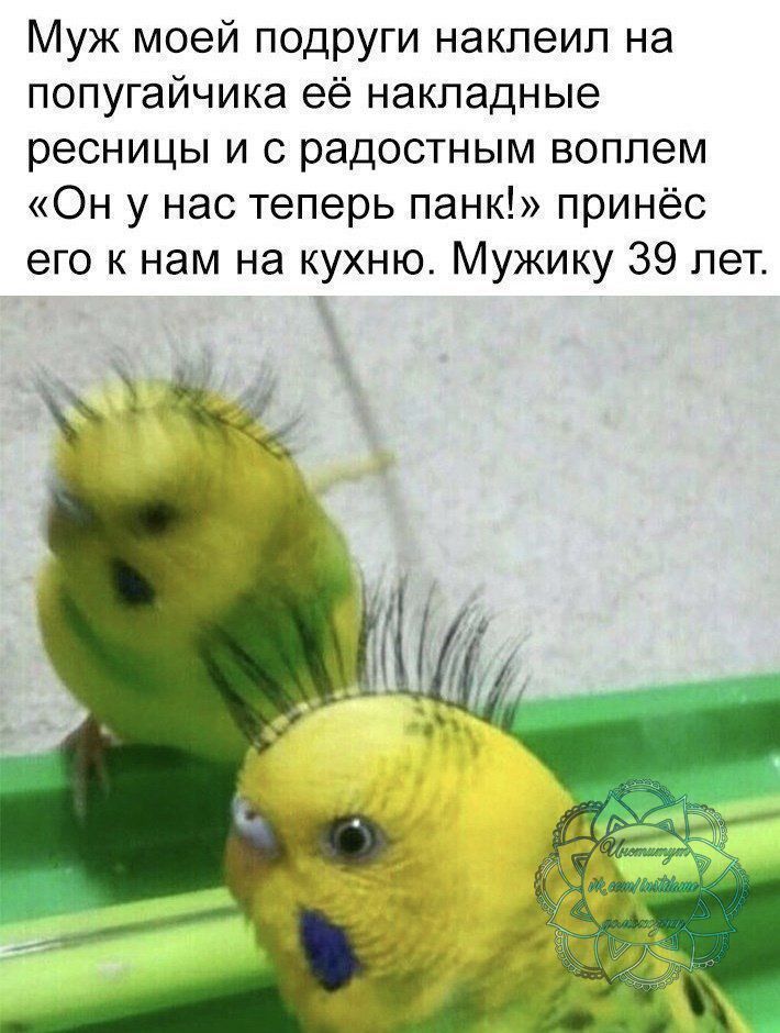 Муж моей подруги наклеип на попугайчика её накладные ресницы и с радостным воплем Он у нас теперь панк принёс его к нам на кухню Мужику 39 лет
