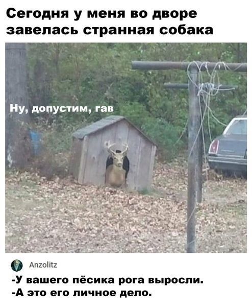 Сегодня у меня во дворе завелась странная собака У нашего пёсика рога выросли А это его личное депо