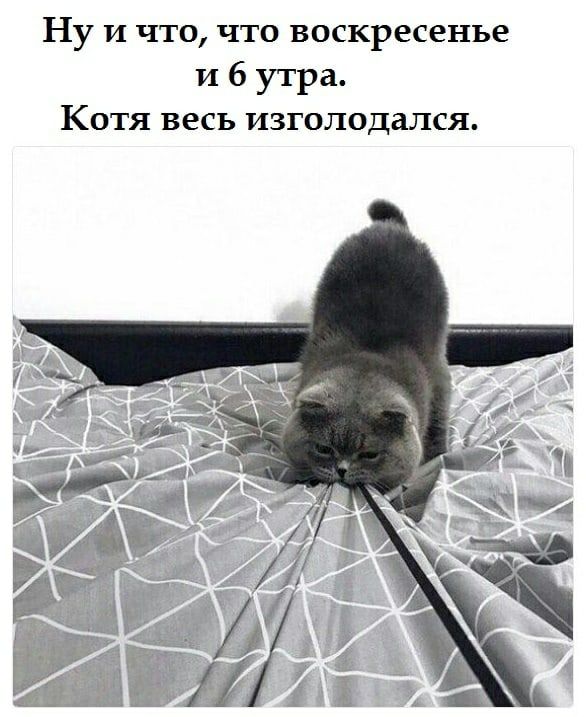 ЧТО воскресенье и 6 утра Котя весь изголодался Ну и что